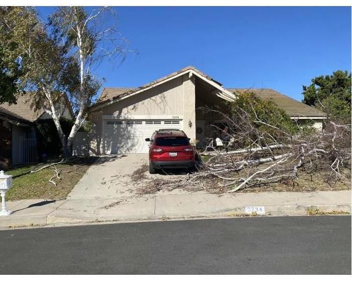 Tree damages the property